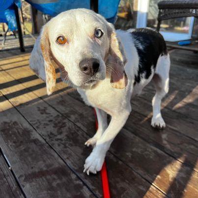 Burrl, an adopted Beagle Mix in Danbury, CT_image-2