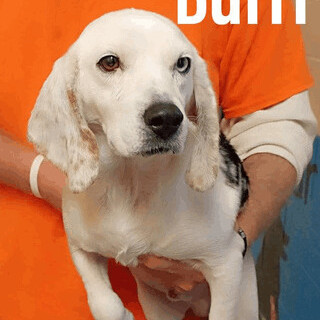 Burrl, an adopted Beagle Mix in Danbury, CT_image-5