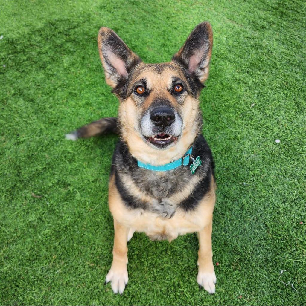 Princess of Barkingburg, an adoptable Shepherd, Mixed Breed in Tempe, AZ, 85282 | Photo Image 1