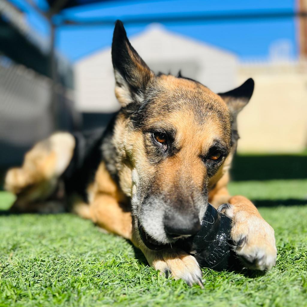 Princess of Barkingburg, an adoptable Shepherd, Mixed Breed in Tempe, AZ, 85282 | Photo Image 2