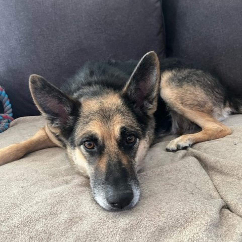 Princess of Barkingburg, an adoptable Shepherd, Mixed Breed in Tempe, AZ, 85282 | Photo Image 3