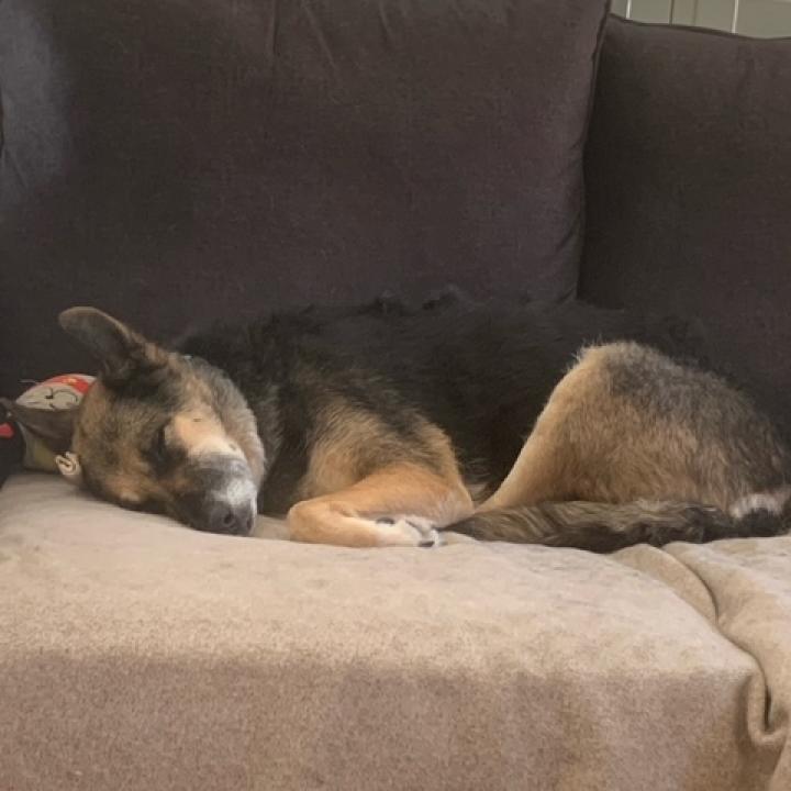 Princess of Barkingburg, an adoptable Shepherd, Mixed Breed in Tempe, AZ, 85282 | Photo Image 4