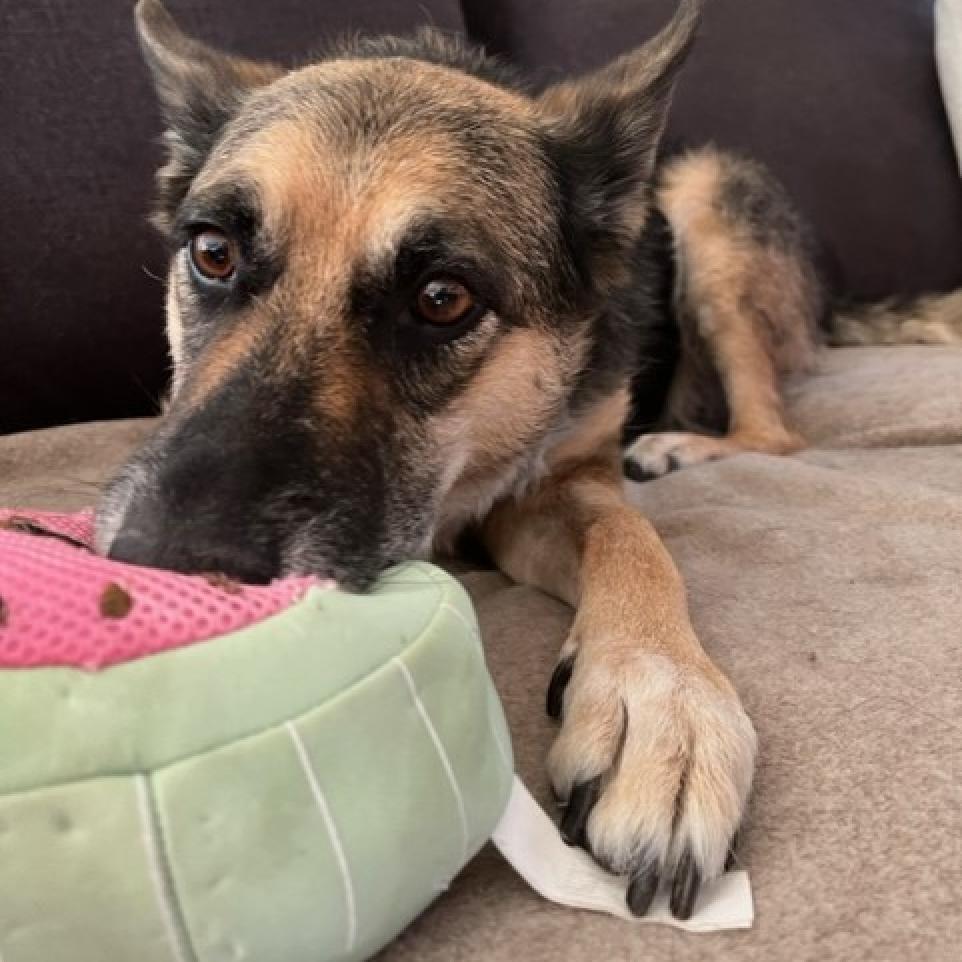 Princess of Barkingburg, an adoptable Shepherd, Mixed Breed in Tempe, AZ, 85282 | Photo Image 5