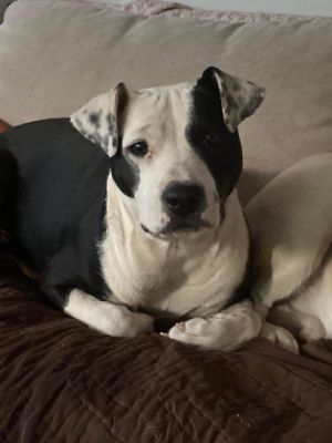 Hope (GA) Pit Bull Terrier Dog