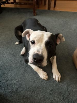 You can fill out an adoption application online on our official websiteHope GA is a female Pit Bu