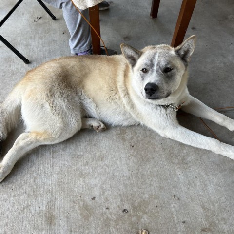 Coda, an adoptable Husky in San Diego, CA_image-1