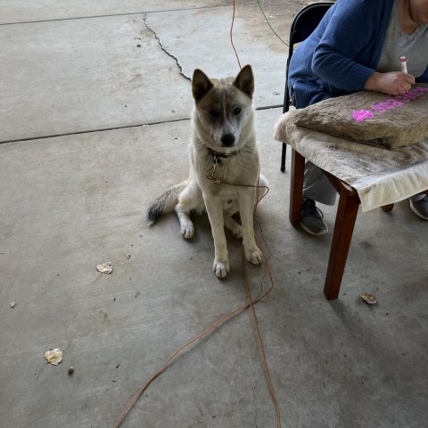 Coda, an adoptable Husky in San Diego, CA_image-2