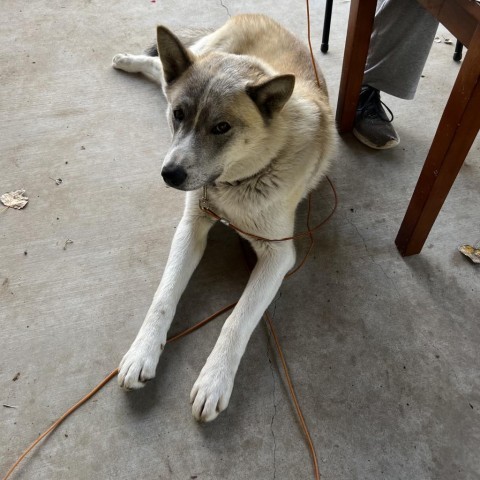 Coda, an adoptable Husky in San Diego, CA_image-3