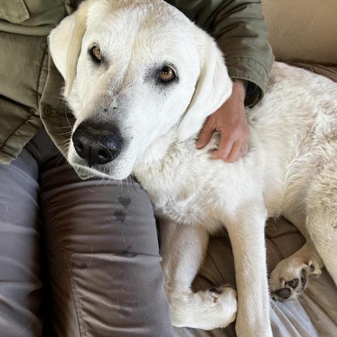 Joy, an adoptable Akbash in Bellevue, ID, 83313 | Photo Image 3