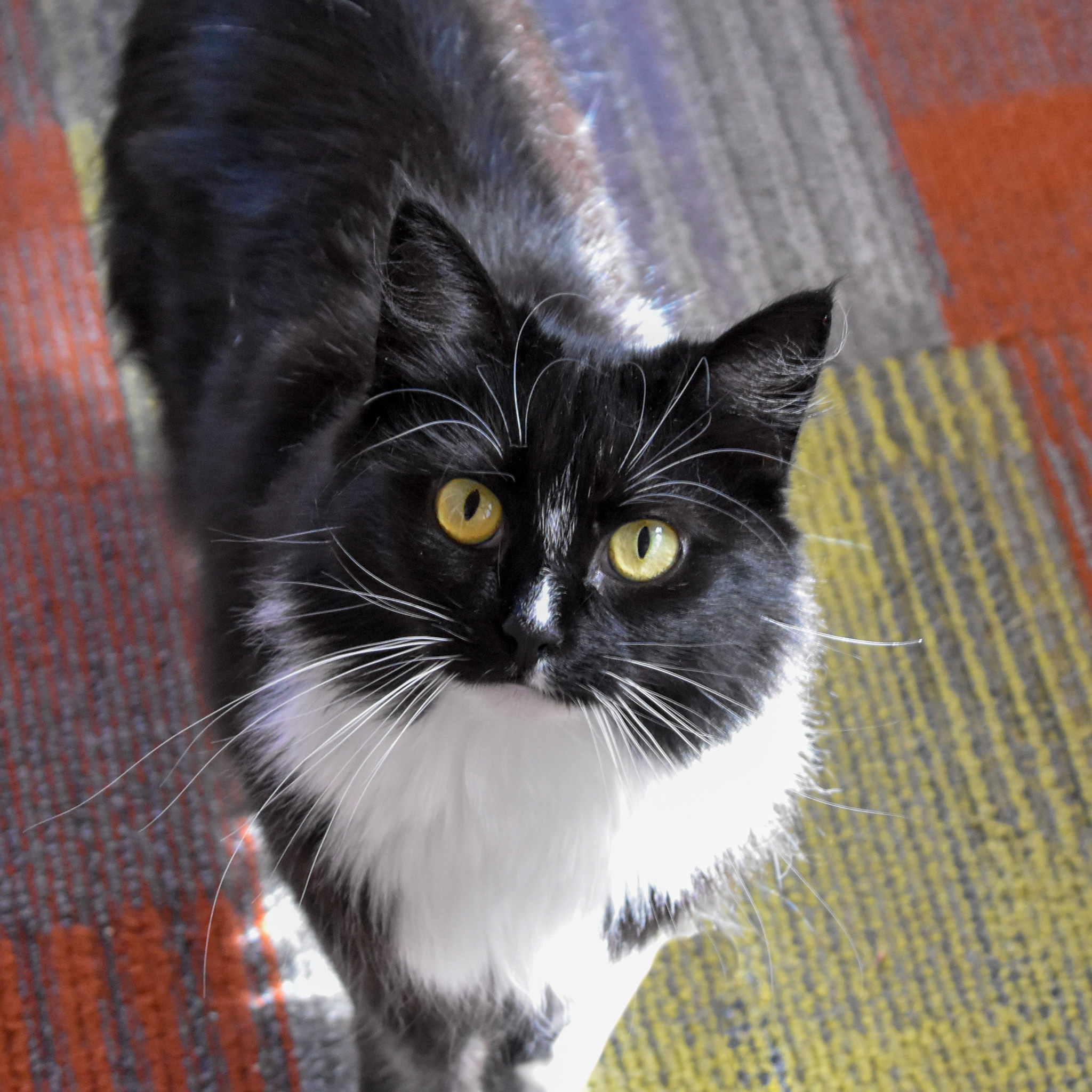 Joy, an adoptable Domestic Short Hair in Santa Fe, NM, 87501 | Photo Image 1