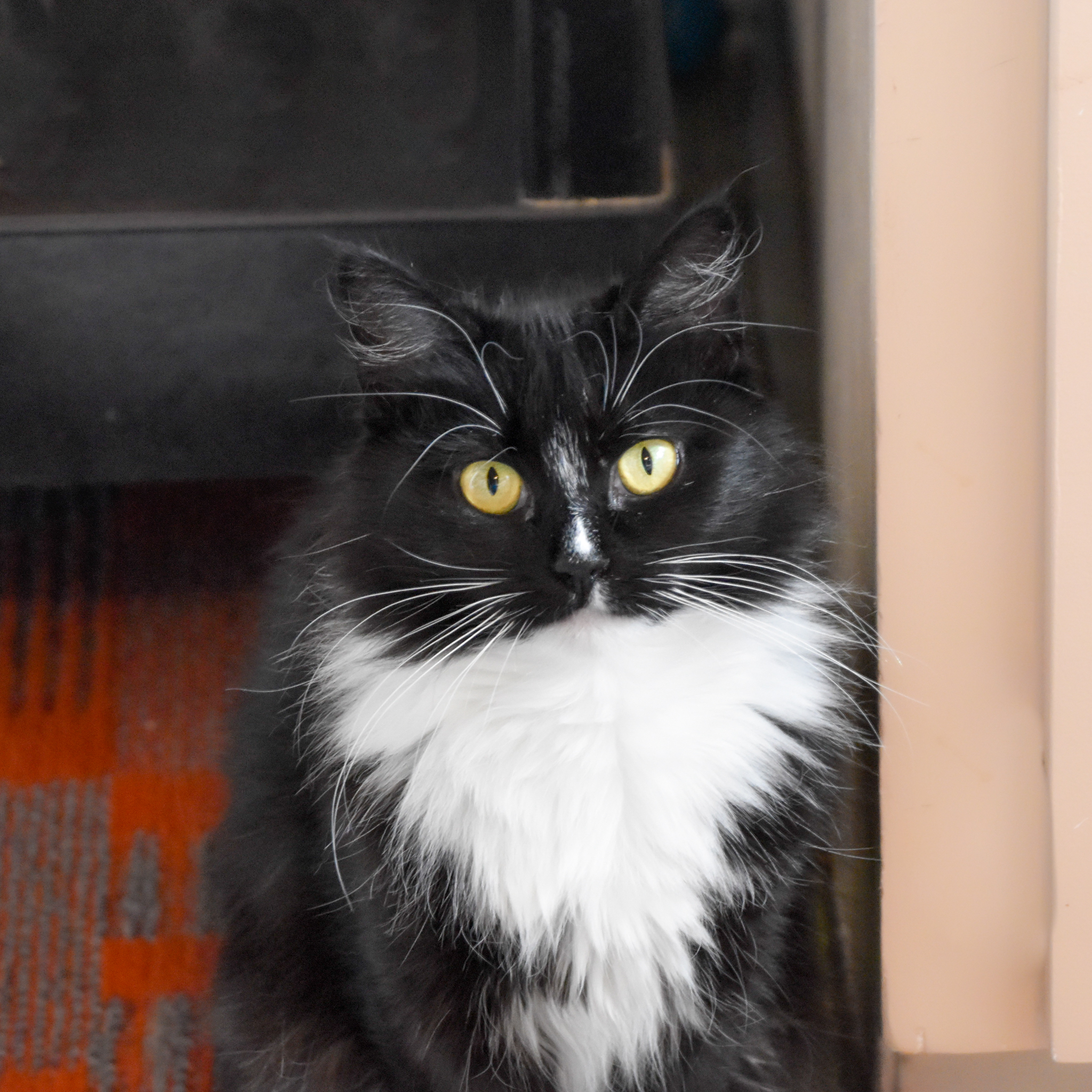 Joy, an adoptable Domestic Short Hair in Santa Fe, NM, 87501 | Photo Image 2