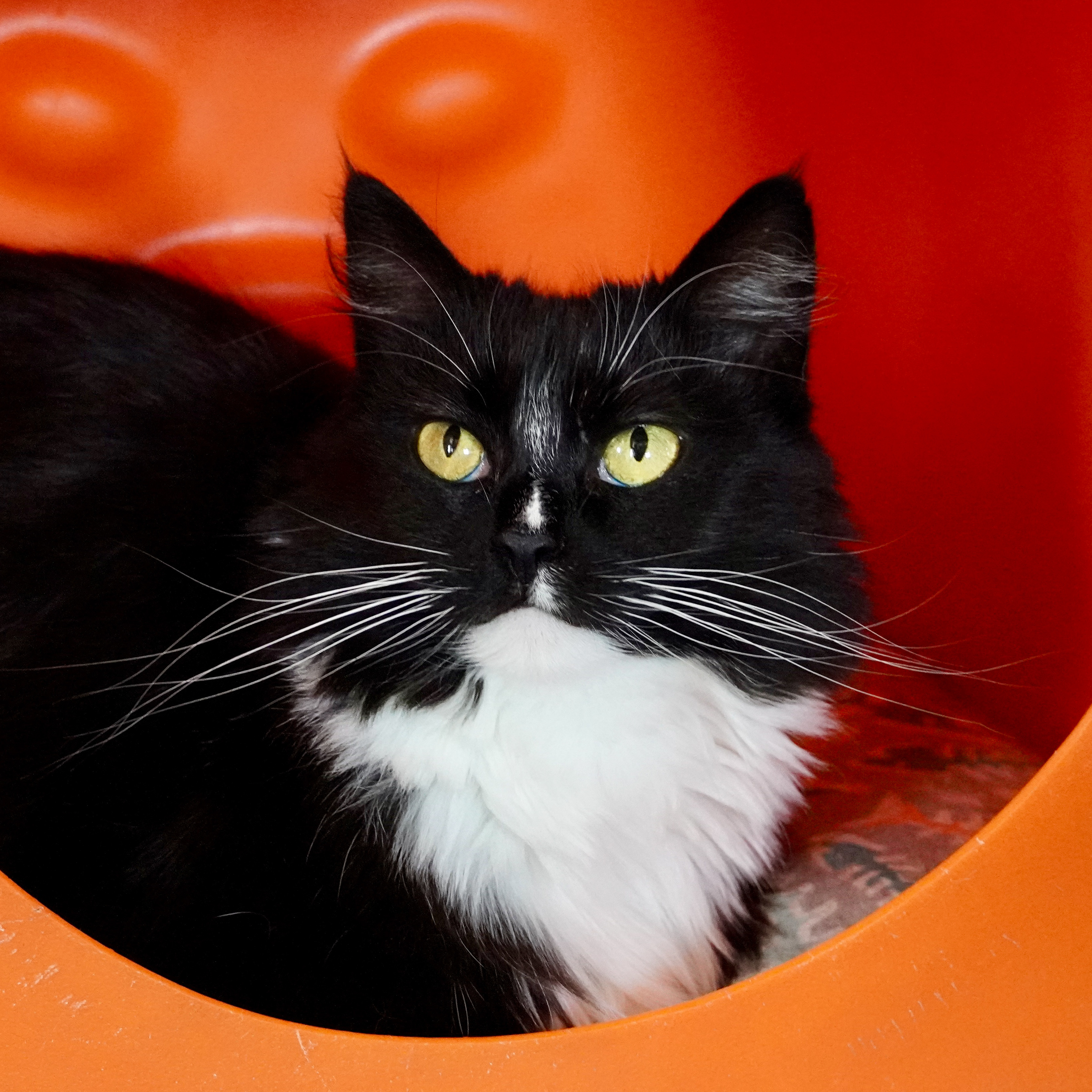 Joy, an adoptable Domestic Short Hair in Santa Fe, NM, 87501 | Photo Image 3