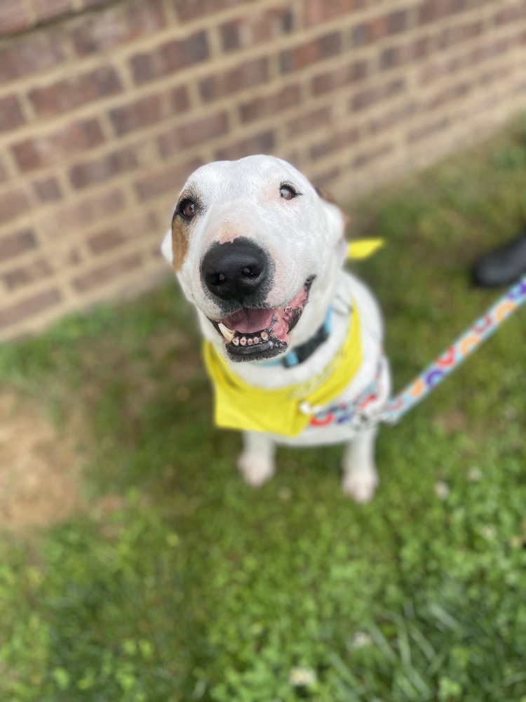 Spanky, an adoptable Bull Terrier, Hound in Dickson, TN, 37055 | Photo Image 1