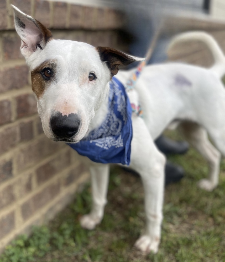 Spanky, an adoptable Bull Terrier, Hound in Dickson, TN, 37055 | Photo Image 2