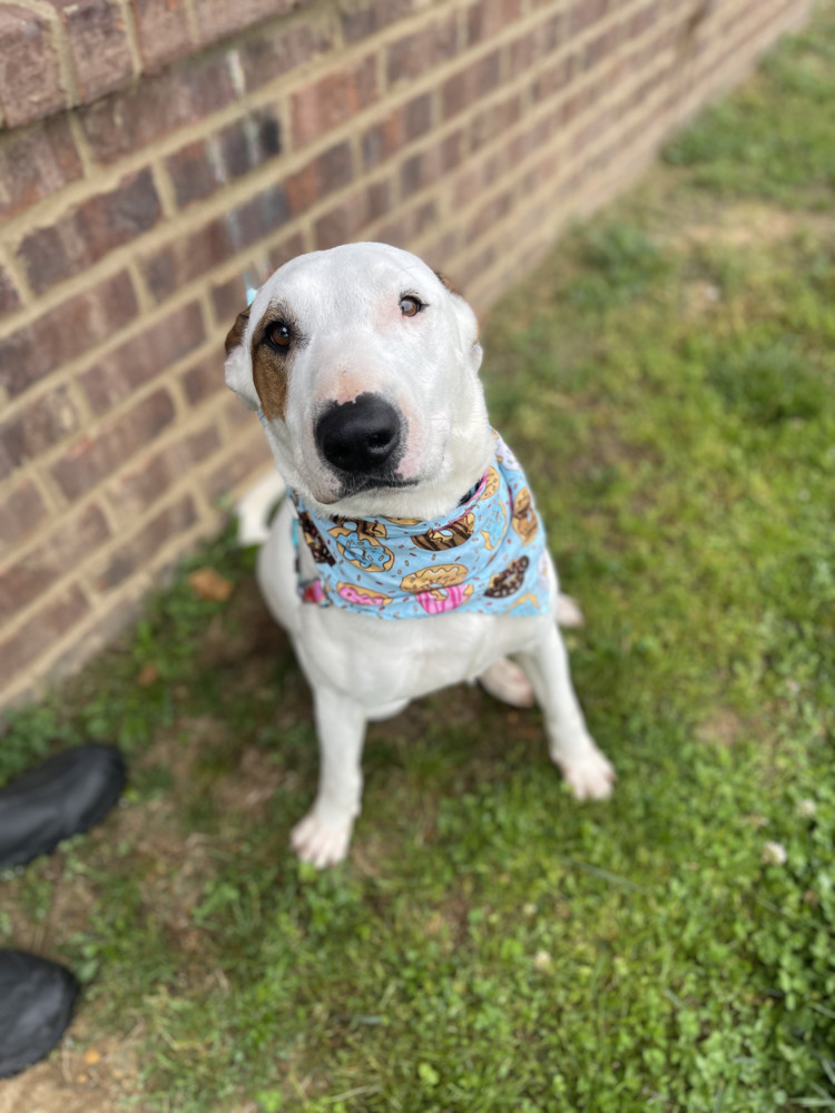 Spanky, an adoptable Bull Terrier, Hound in Dickson, TN, 37055 | Photo Image 3