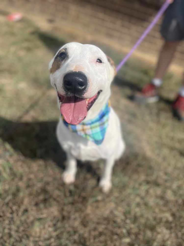 Spanky, an adoptable Bull Terrier, Hound in Dickson, TN, 37055 | Photo Image 4