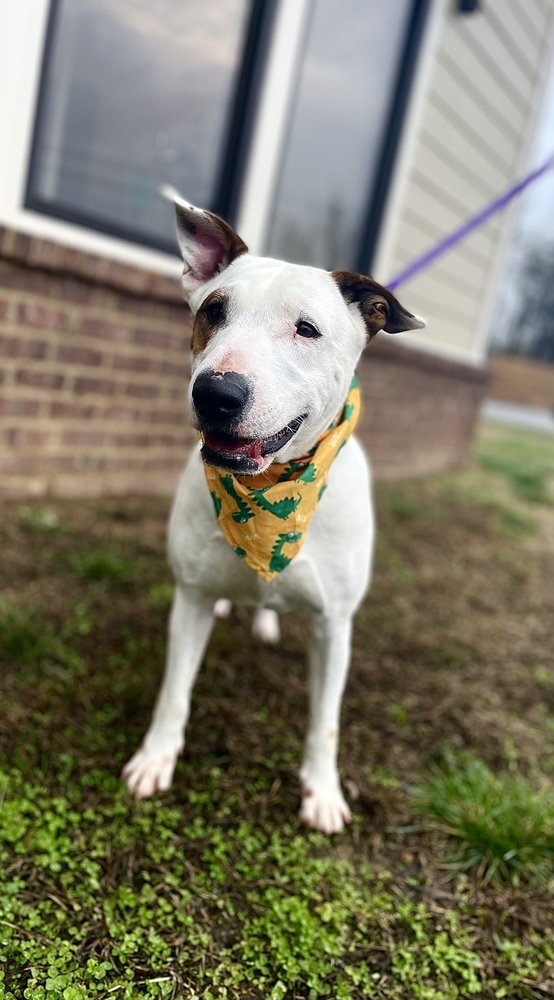 Spanky, an adoptable Bull Terrier, Hound in Dickson, TN, 37055 | Photo Image 5