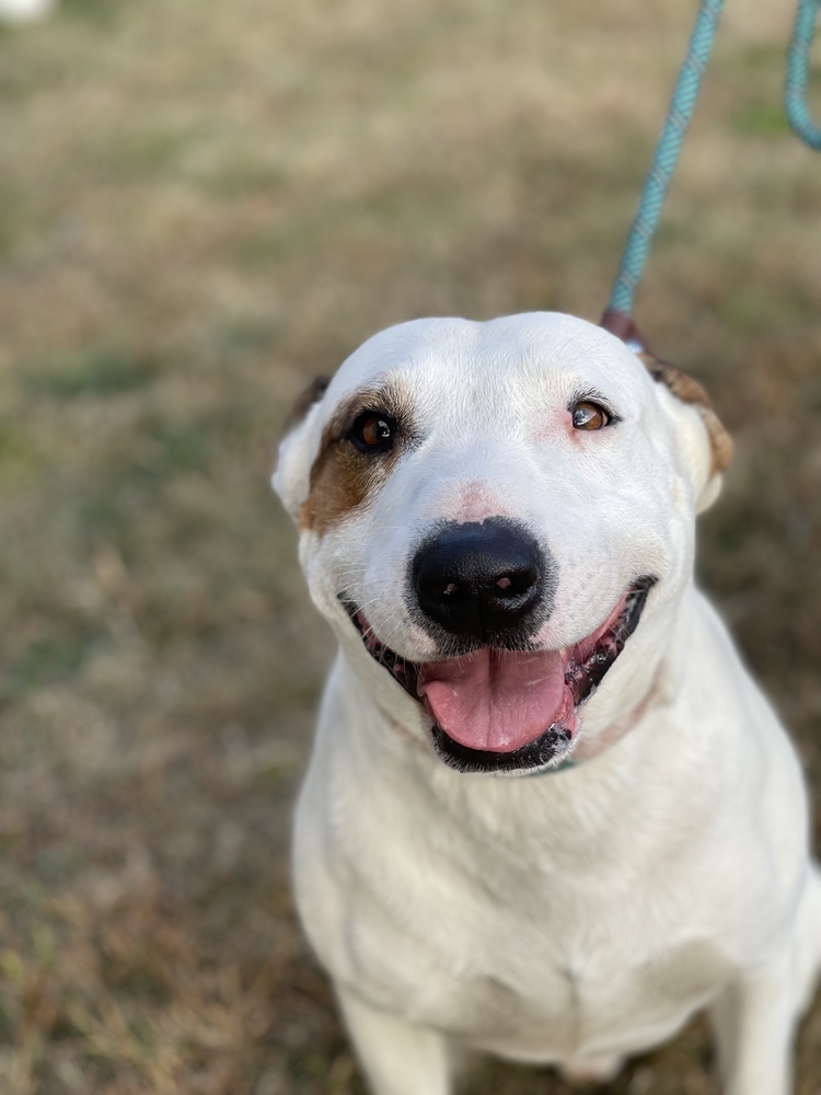 Spanky, an adoptable Bull Terrier, Hound in Dickson, TN, 37055 | Photo Image 6