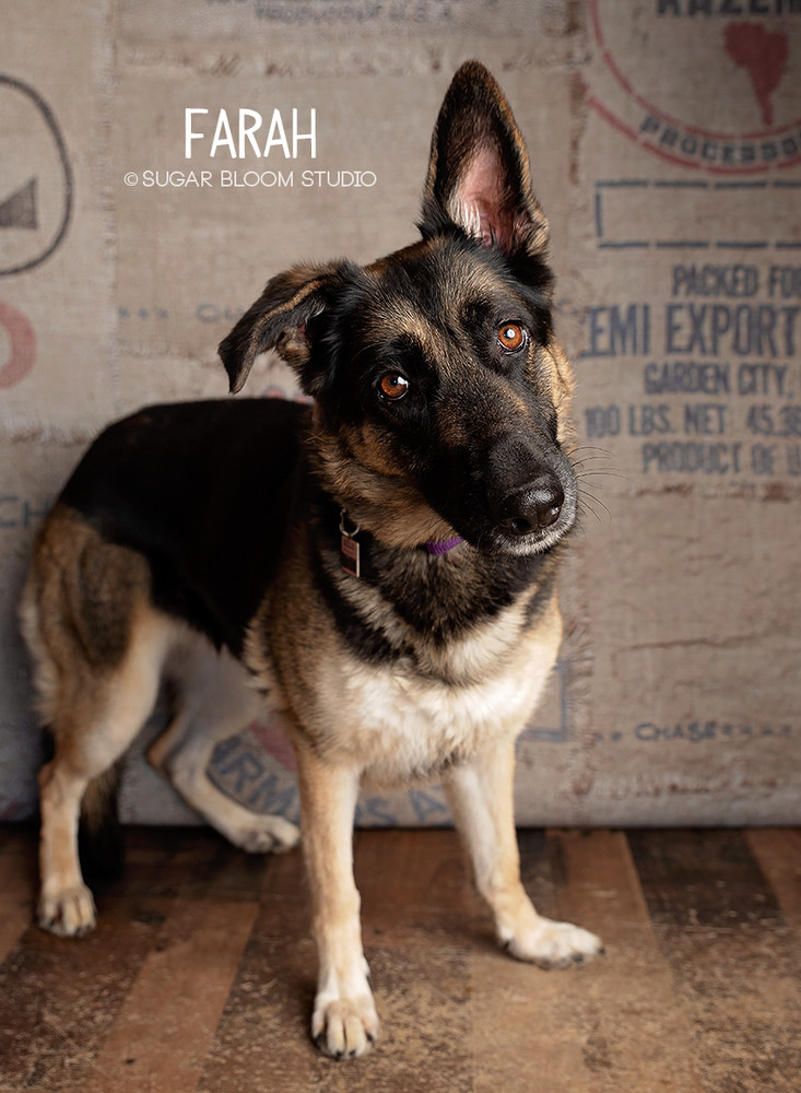 Farah, an adoptable German Shepherd Dog in Littleton, CO, 80126 | Photo Image 1