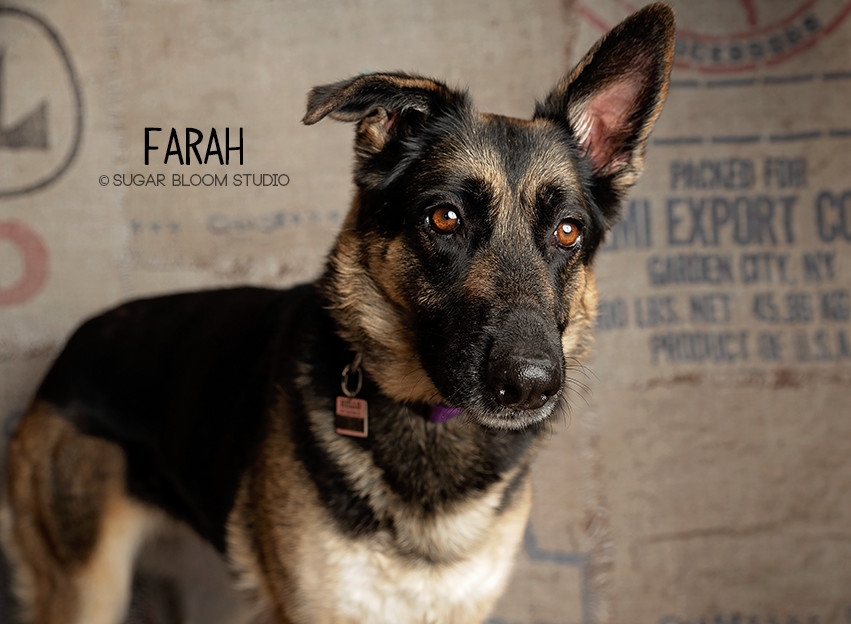 Farah, an adoptable German Shepherd Dog in Littleton, CO, 80126 | Photo Image 2