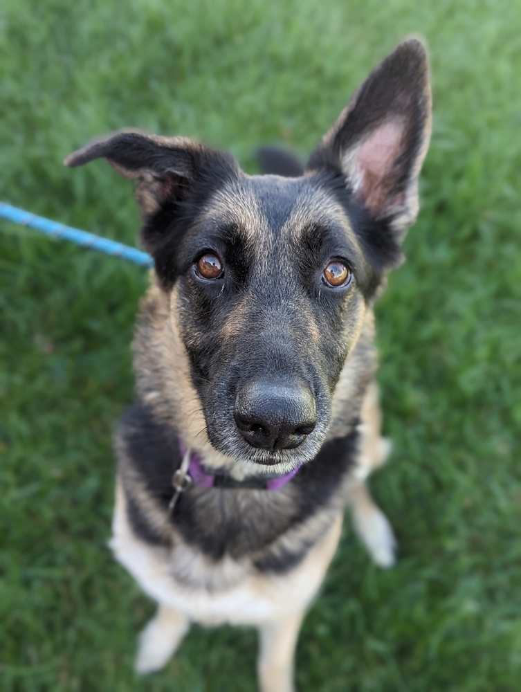 Farah, an adoptable German Shepherd Dog in Littleton, CO, 80126 | Photo Image 3