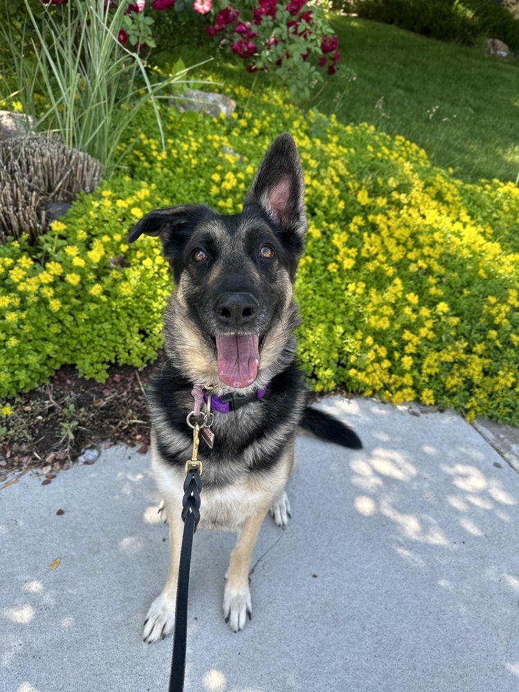 Farah, an adoptable German Shepherd Dog in Littleton, CO, 80126 | Photo Image 5