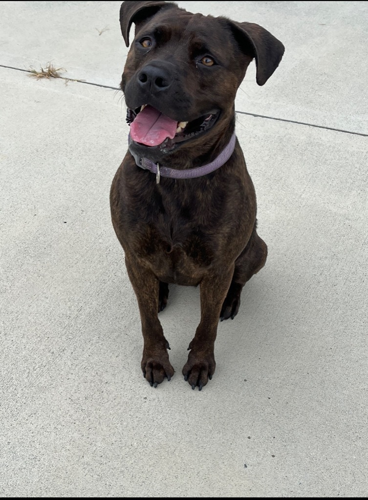 Maggie (Mags), an adoptable American Staffordshire Terrier in Blountville, TN, 37617 | Photo Image 1