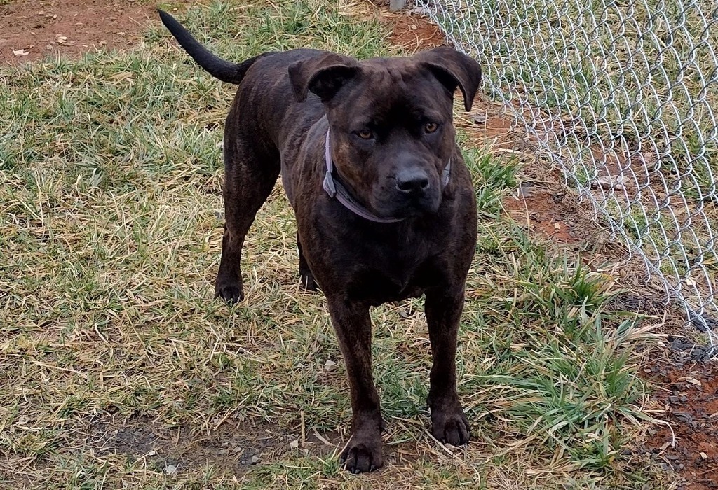 Maggie (Mags), an adoptable American Staffordshire Terrier in Blountville, TN, 37617 | Photo Image 2