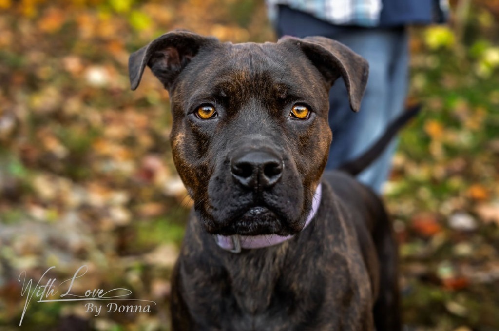 Maggie (Mags), an adoptable American Staffordshire Terrier in Blountville, TN, 37617 | Photo Image 3