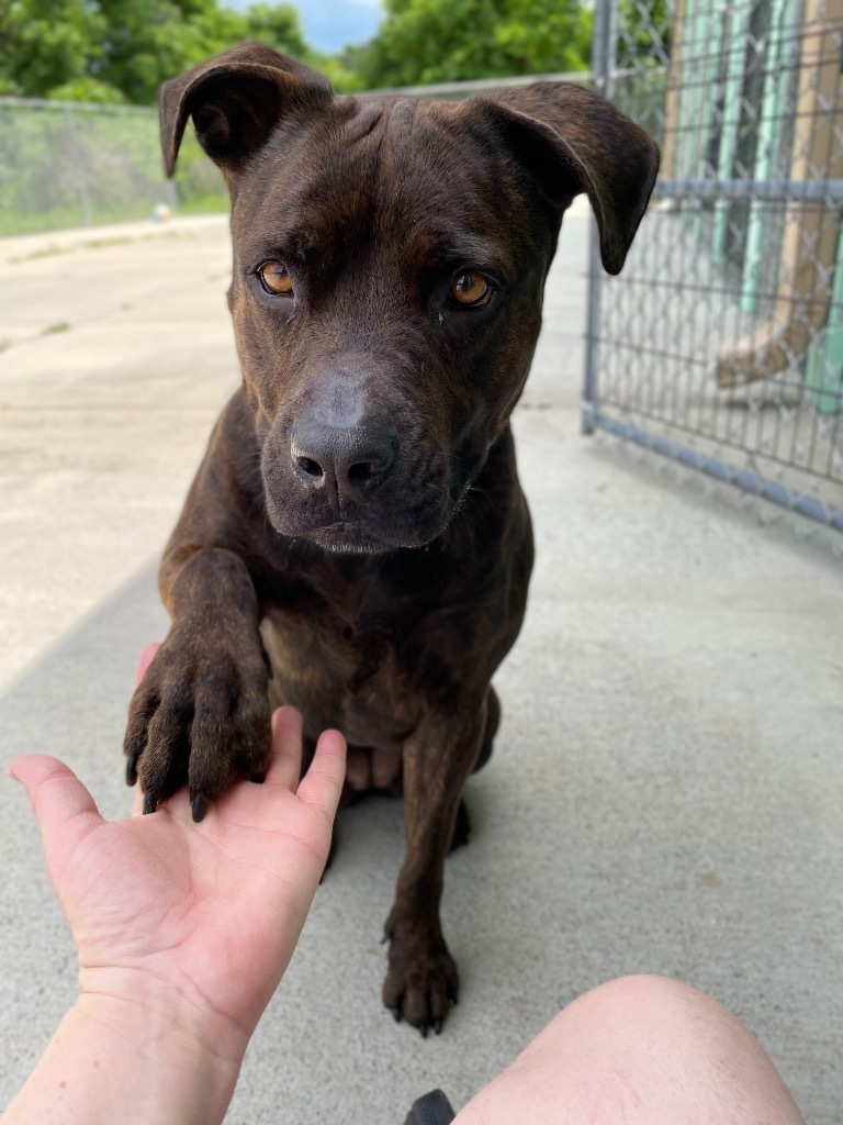 Maggie (Mags), an adoptable American Staffordshire Terrier in Blountville, TN, 37617 | Photo Image 4