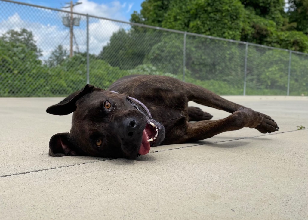 Maggie (Mags), an adoptable American Staffordshire Terrier in Blountville, TN, 37617 | Photo Image 5