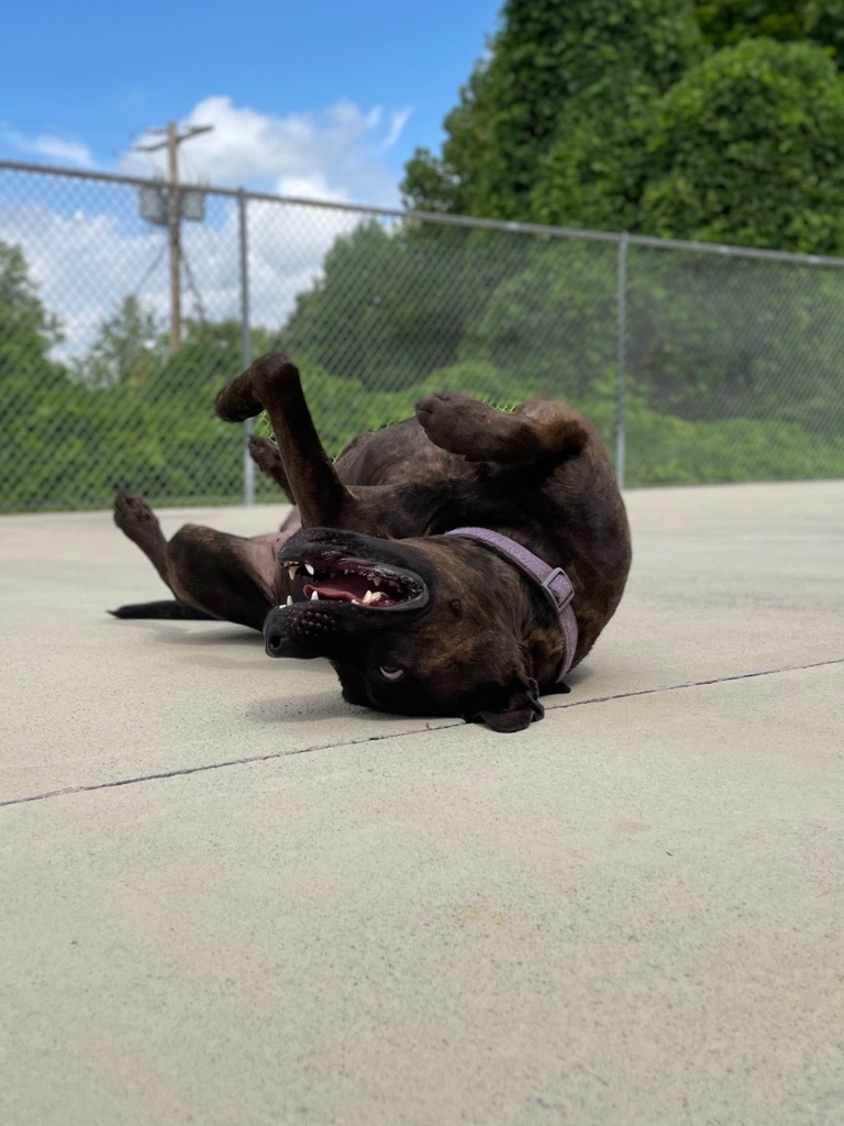 Maggie (Mags), an adoptable American Staffordshire Terrier in Blountville, TN, 37617 | Photo Image 6