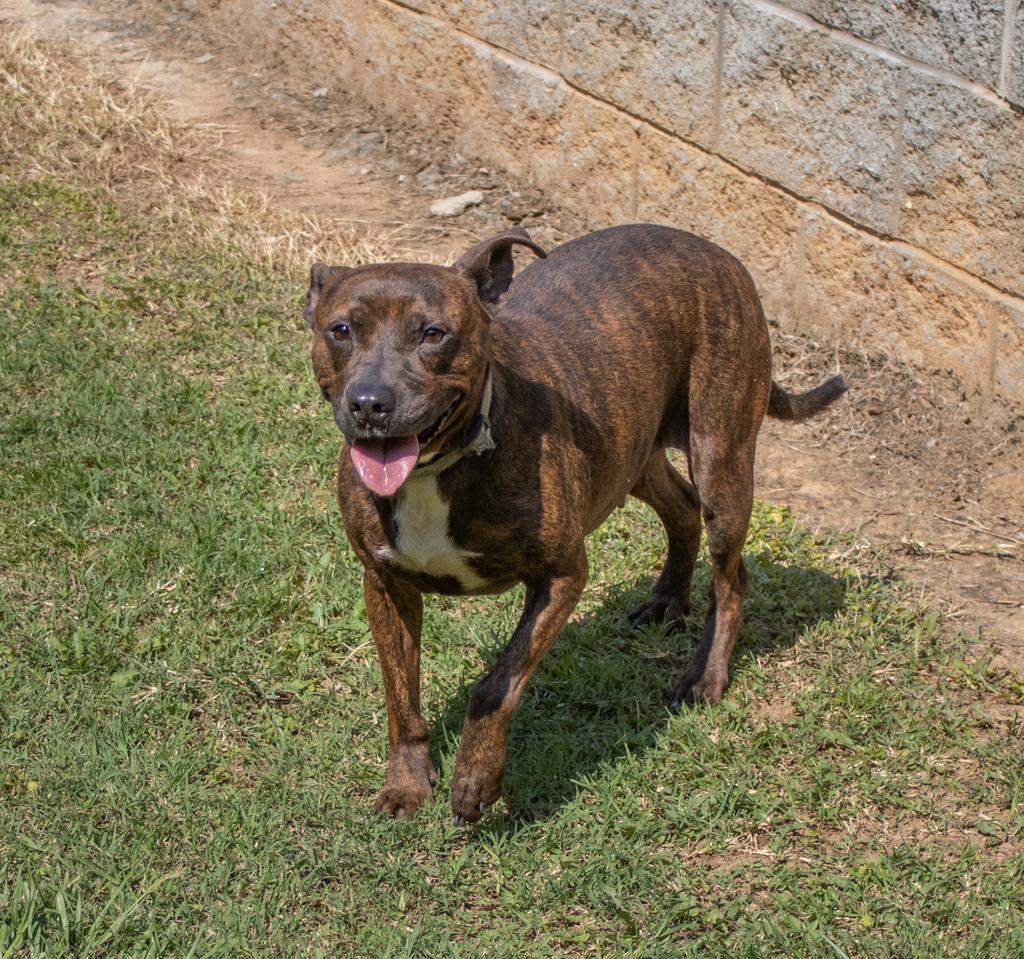 PALOMA, an adoptable Terrier, Mixed Breed in Florence, SC, 29506 | Photo Image 1