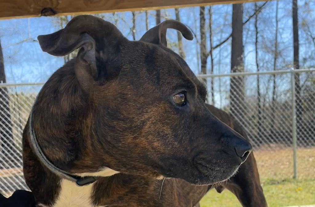 PALOMA, an adoptable Terrier, Mixed Breed in Florence, SC, 29506 | Photo Image 4