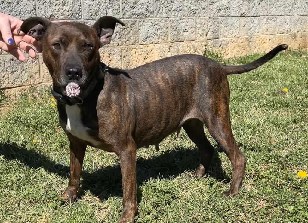 PALOMA, an adoptable Terrier, Mixed Breed in Florence, SC, 29506 | Photo Image 5