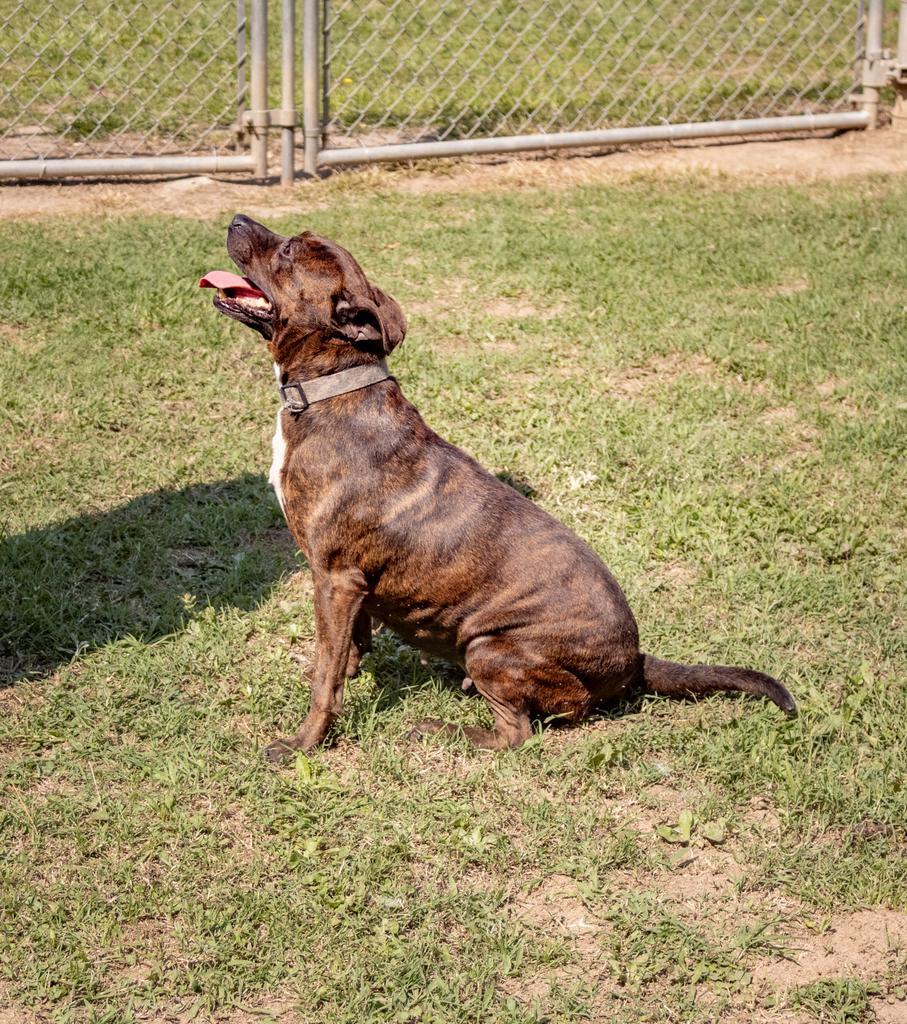 PALOMA, an adoptable Terrier, Mixed Breed in Florence, SC, 29506 | Photo Image 6