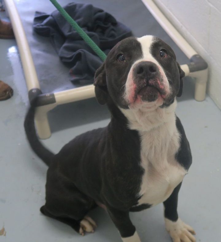 Dog for adoption - Hank 168936 , a Pit Bull Terrier Mix in Ravenna, OH