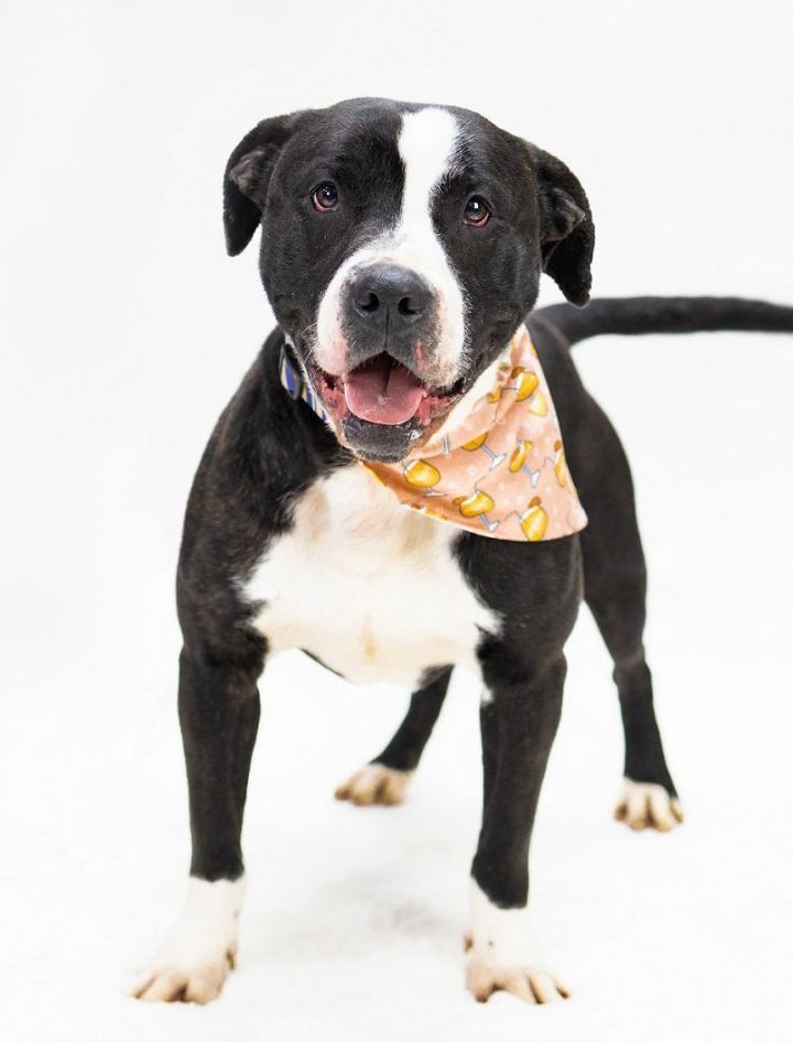 Dog for adoption - Hank 168936 , a Pit Bull Terrier Mix in Ravenna, OH