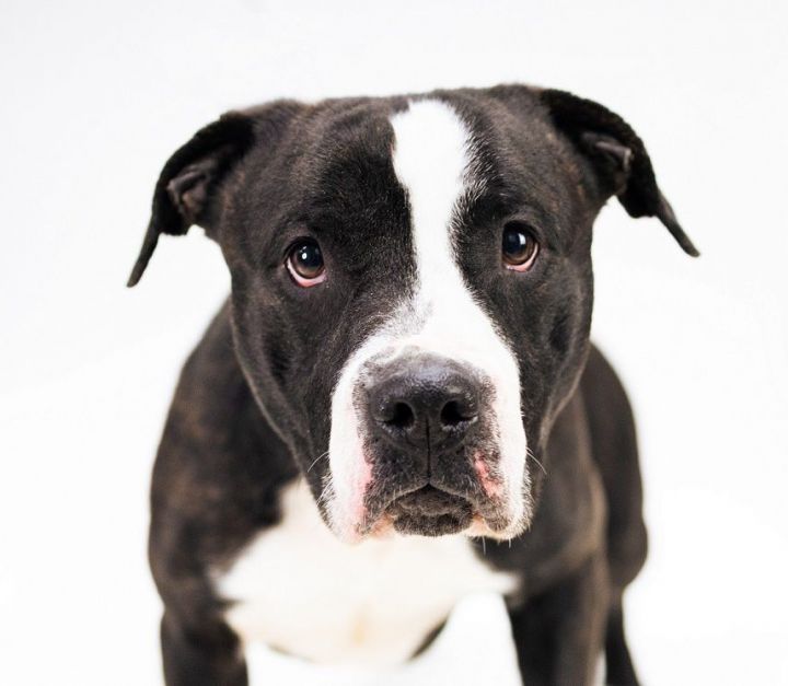 Dog for adoption - Hank 168936 , a Pit Bull Terrier Mix in Ravenna, OH