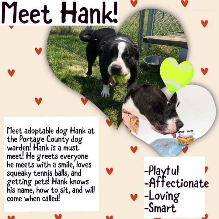 Dog for adoption - Hank 168936 , a Pit Bull Terrier Mix in Ravenna, OH