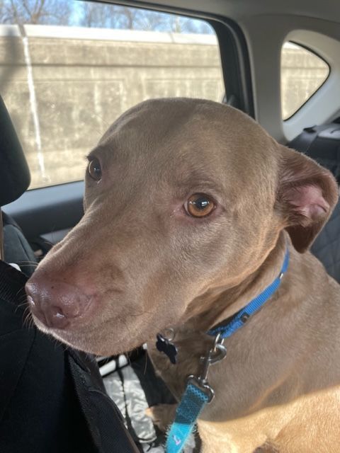 Rosko, an adoptable Chocolate Labrador Retriever & Terrier Mix in Berkeley Heights, NJ_image-3
