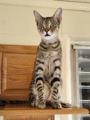 Ralph, Adult Male Domestic Short Hair