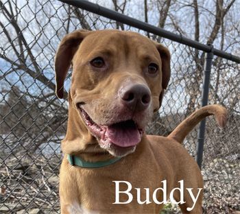 Buddy, an adoptable Labrador Retriever in Warren, PA, 16365 | Photo Image 1