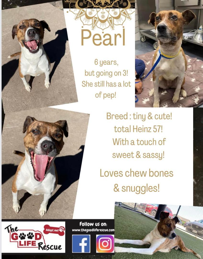 Pearl, an adoptable Mixed Breed in Grand Island, NE, 68801 | Photo Image 2