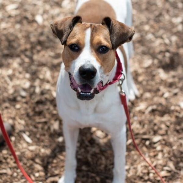 Maggie, an adoptable Hound in Oakville, ON, L6J 7S8 | Photo Image 1