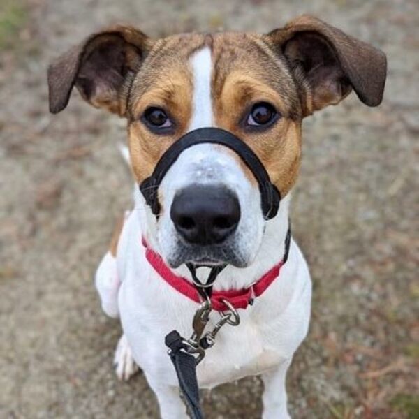 Maggie, an adoptable Hound in Oakville, ON, L6J 7S8 | Photo Image 2