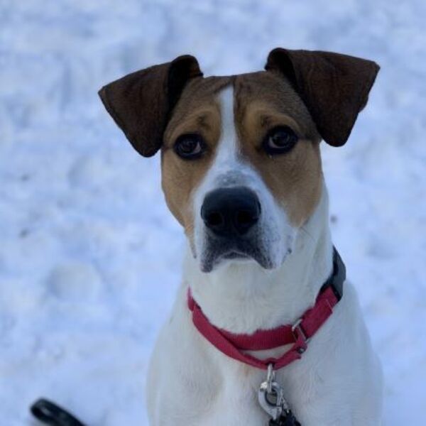 Maggie, an adoptable Hound in Oakville, ON, L6J 7S8 | Photo Image 3