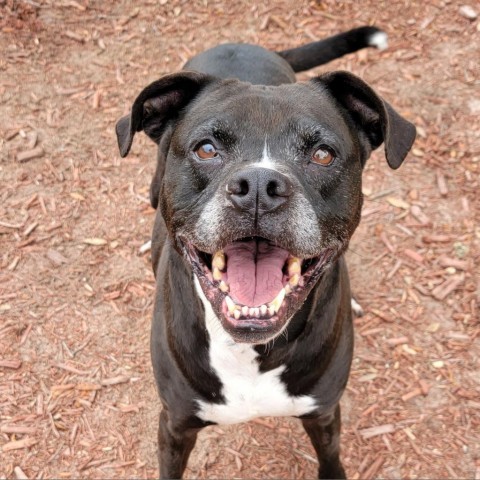 Trooper, an adoptable Boxer in Green Cove Springs, FL, 32043 | Photo Image 1