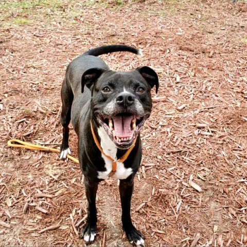 Trooper, an adoptable Boxer in Green Cove Springs, FL, 32043 | Photo Image 3