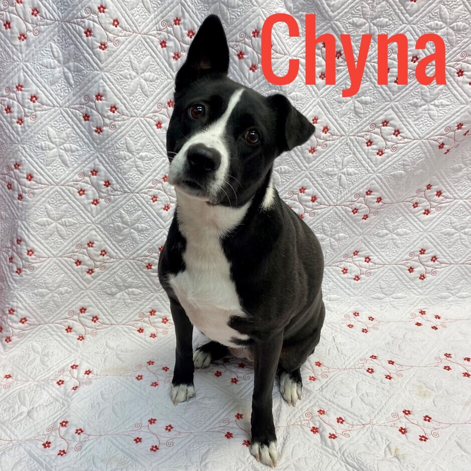 Dog for adoption Chyna, a Border Collie & Pit Bull Terrier Mix in